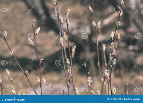 Naked Tree Branches In Late Autumn With No Leaves Vintage Retro Film Look Stock Photo Image