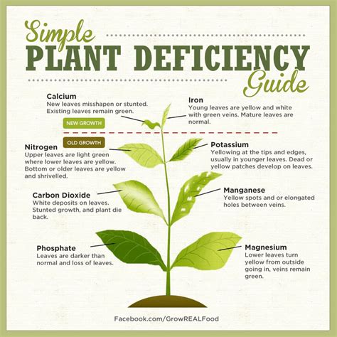 Identifying Plant Nutrient Deficiencies Grow Real Food Living An