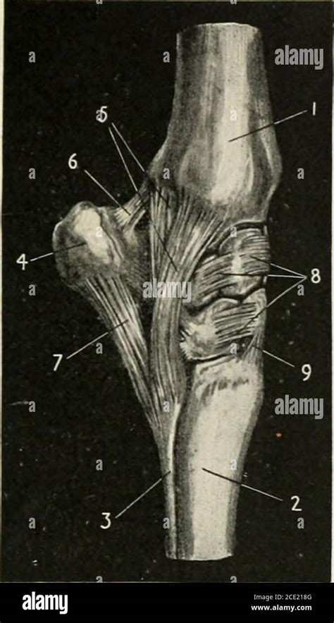 Transverse carpal ligament hi-res stock photography and images - Alamy