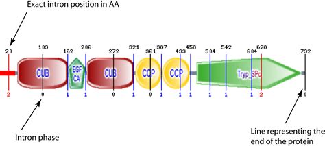 intron - définition - C'est quoi