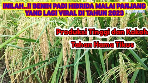 Inilah Benih Padi Hibrida Malai Panjang Yang Lagi Viral Di Tahun