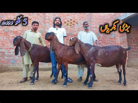 Amritsari Nagra Goats Of Ch Kashif Beetal Goats Youtube