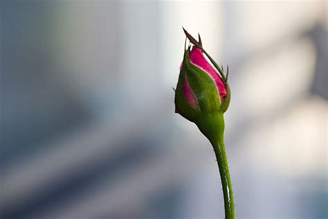 Flower Rose Bud Free Photo On Pixabay Pixabay