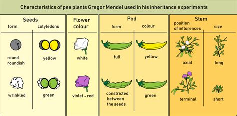 Celebrating Gregor Mendel In His 200th Anniversary Year Science In School