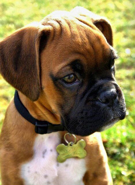 The 14 Cutest Boxer Puppies That Will Make Your Day Artofit