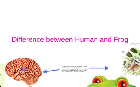 Difference between Human and Frog by Christian Suarez on Prezi