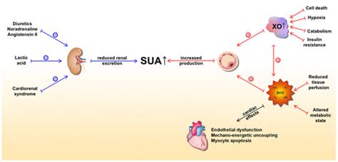 Uric Acid In Heart Failure Encyclopedia Mdpi