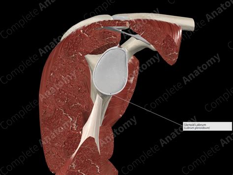 Glenoid Labrum | Complete Anatomy