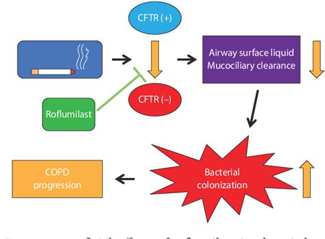 Figure 1 From Role Of Phosphodiesterase 4 Inhibitors In Chronic Obstructive Pulmonary Disease