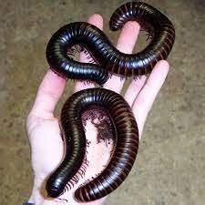 giant african millipede for sale - Exotic reptiles