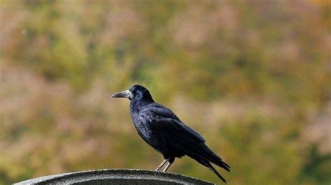 Arti Mimpi Mendengar Suara Burung Gagak Tribunjateng