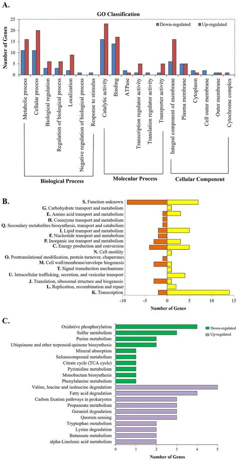 A Gene Ontology GO Classification Of DEGs Grouped Into Three