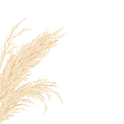 Pampas Vector Stock Vectors Istock