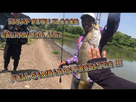 Kakap Putih Jari Spot Tlocor Mancing Casting Kakap Putih