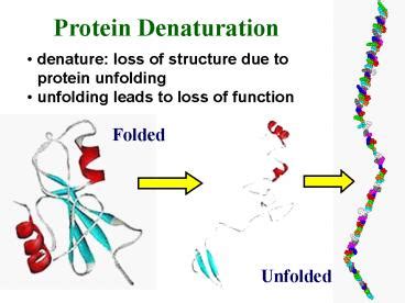 Ppt Protein Denaturation Powerpoint Presentation Free To View Id