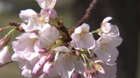 2023 National Cherry Blossom Festival Details Announced – NBC4 Washington