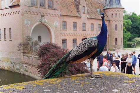 Ein Ausflug Nach Schloss Egeskov Auf F Nen D Nemark