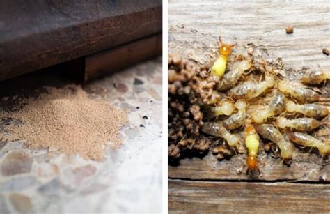 How To Get Rid Of Termites Without Tenting Tips And Tricks