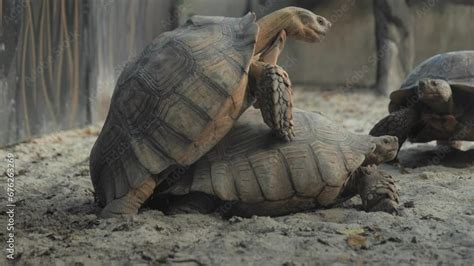 Male Giant Tortoises Walk To Mate With Female Turtles Galapagos Giant Tortoises Breeding In A