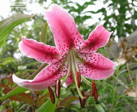 Plantfiles Pictures Species Lilium Rubrum Lily Red Japanese Show