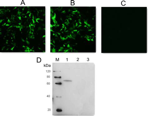 Fluorescence Microscopy Images Of HEK293T Cells And Western Blotting