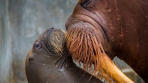 First Baby Walrus Born At SeaWorld Orlando – NBC 6 South Florida