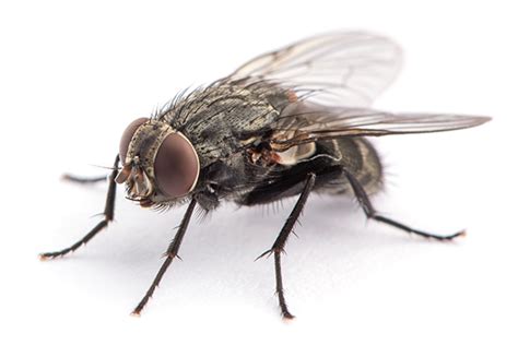 Identify Types of Flies - Dodson Pest Control