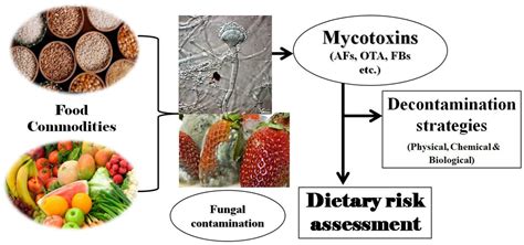 Frontiers Fungal Mycotoxins In Food Commodities Present Status And