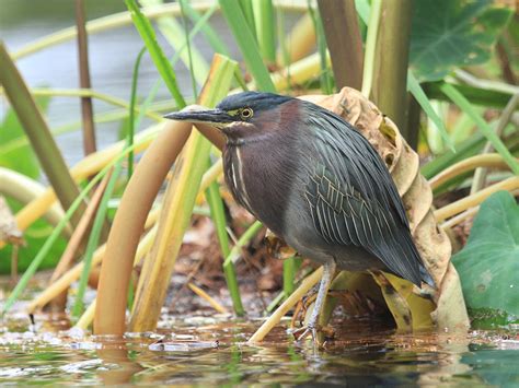 Green Heron Alexandria Zoo