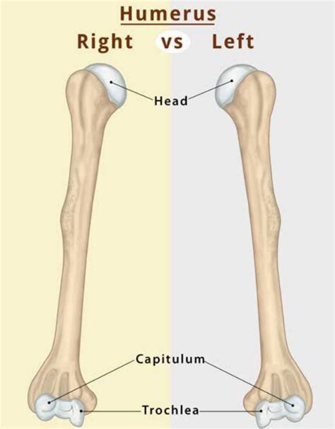 Difference Between Right And Left Humerus