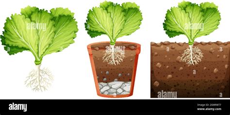 Set Of Cabbage Plant Stock Vector Image Art Alamy