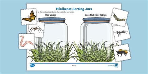 Minibeast Sorting Jars FS Hecho Por Educadores Twinkl