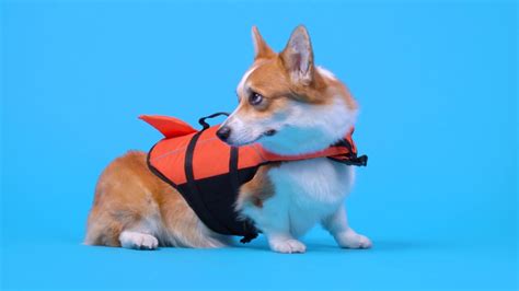 Corgi Back Stock Video Footage 4k And Hd Video Clips Shutterstock