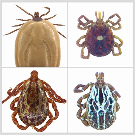 Which tick species can bite people? — MedZu Labs