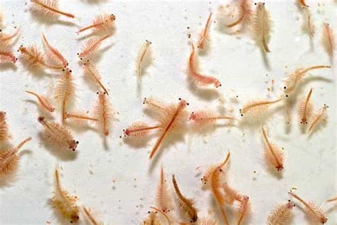 Brine Shrimp: Life Cycle, Benefits & DIY Hatchery - Shrimp and Snail ...