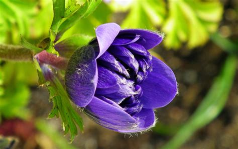 Anemone Blume Feder Kostenloses Foto Auf Pixabay Pixabay