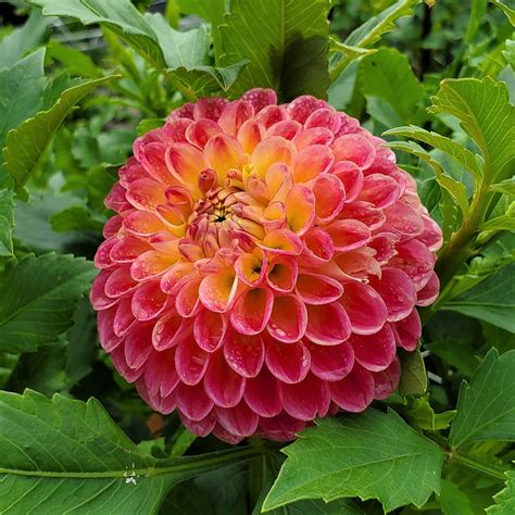 Snoho Doris Svf Dahlias