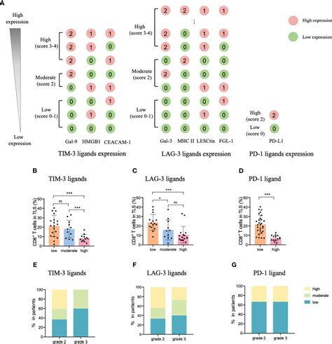 Frontiers Immune Checkpoint Ligands Expressed On Mature High