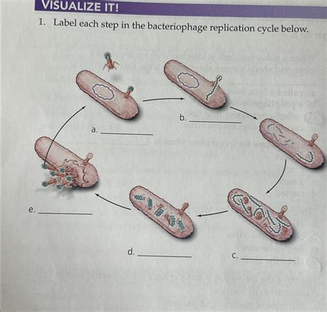 Solved Visualize It Label Each Step In The Bacteriophage Chegg