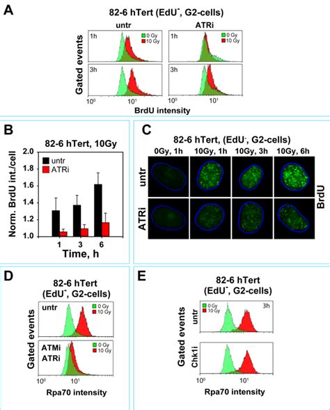 Radiation Dose Dependent Functional Synergisms Between Atm Atr And Dna