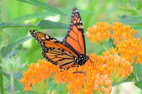 How And Why To Plant A Pollinator Garden Growfully