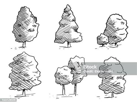 Set Of Vector Isolated Black And White Trees In Sketch Style Lush Foliage And Coniferous Spruce