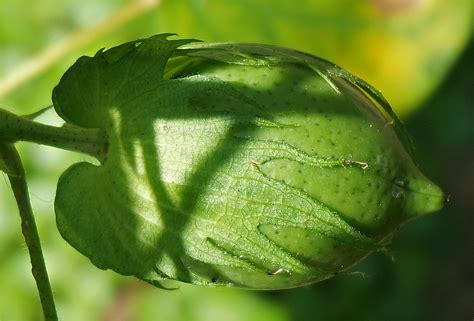 Green Cotton Boll Free Photo On Pixabay