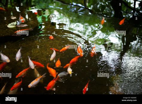 Fish Pond Amazon World Zoo Park Isle Of Wight Stock Photo Alamy