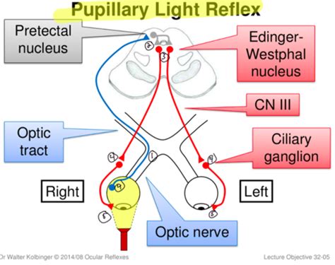 Eye Reflexes Flashcards Quizlet