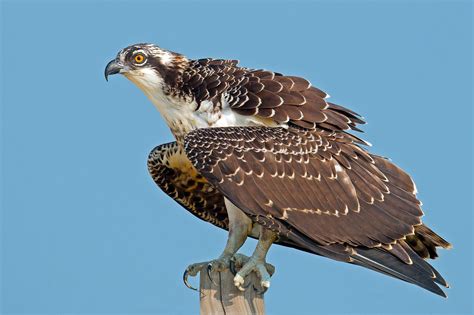 Web Apa 2013 28342 232385 Briankushner Osprey Juvenile Kk 2000