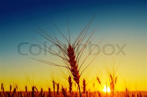 Sunset Over Field With Harvest Stock Image Colourbox