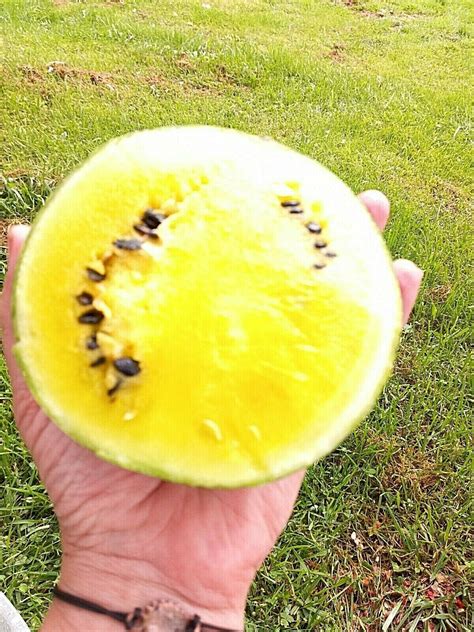Yellow Doll Watermelon Etsy