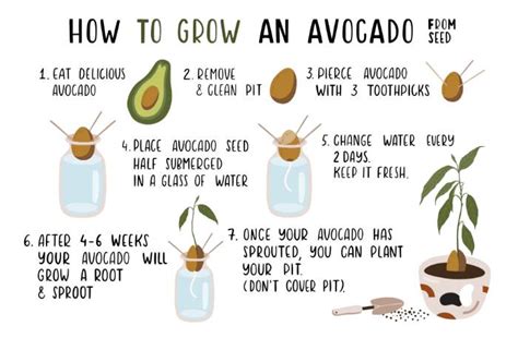 How To Grow An Avocado Tree Home And Gardening Ideas