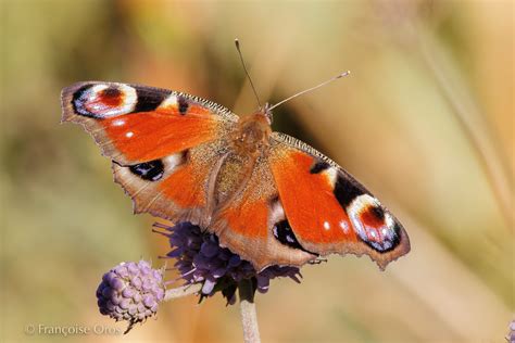 Paon Du Jour Inachis Io Mont Mezenc Haute Loire Ard Flickr